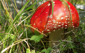 Картинка природа грибы мухомор трава