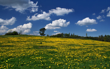 Картинка природа луга одуванчики трава