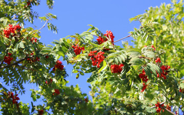 Картинка природа Ягоды рябина