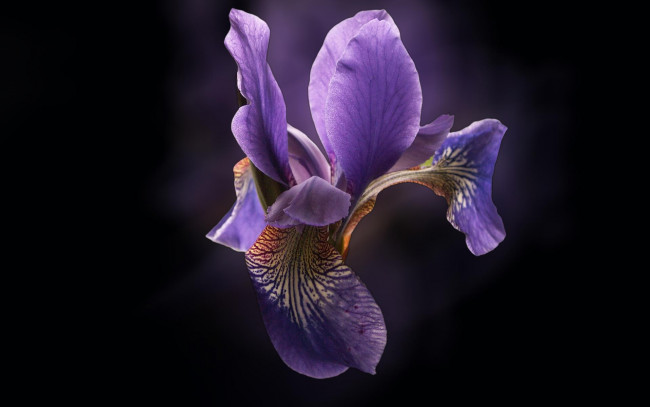 Обои картинки фото цветы, ирисы, сиреневый