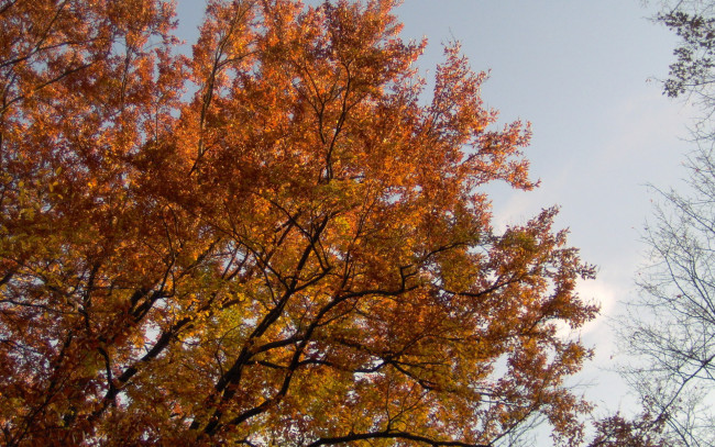 Обои картинки фото природа, деревья, дерево, осень