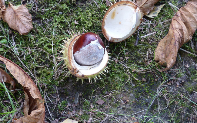 Обои картинки фото природа, шишки, жёлуди, каштаны, каштан, листья