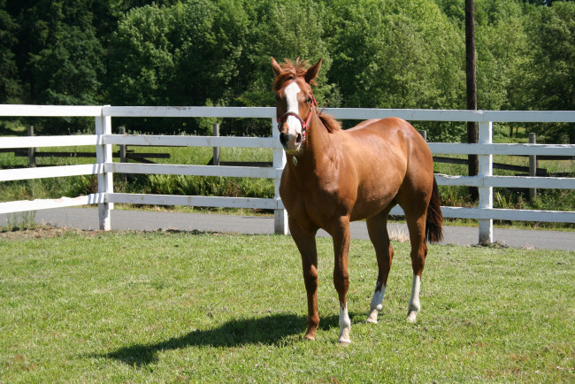 Обои картинки фото лошадка, животные, лошади, конь, лошадь, левада