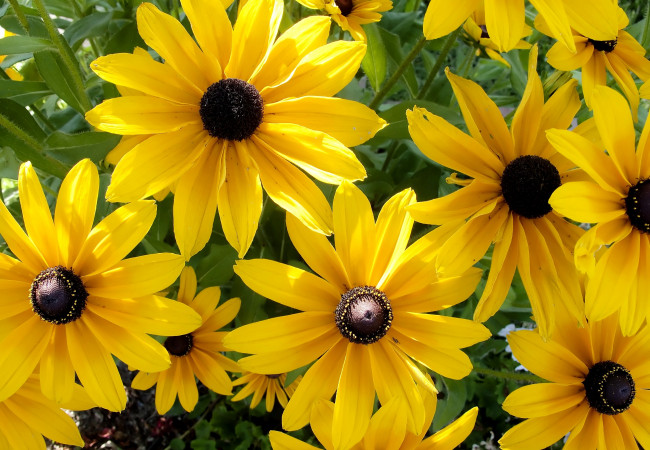 Обои картинки фото цветы, рудбекия, желтый, яркий, лепестки