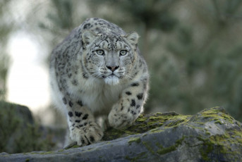 Картинка животные снежный барс ирбис настороженность готовность