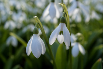 Картинка цветы подснежники белоцветник весна белый