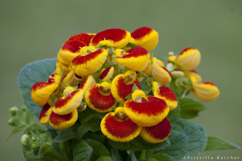 Картинка цветы кальцеолярия венерины башмачки