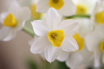 Картинка цветы нарциссы невесомость белый
