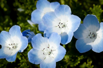 Картинка цветы немофилы вероники нежность голубой