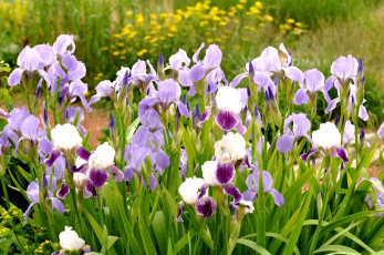 Картинка цветы ирисы стебли много