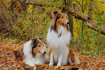 Картинка животные собаки осень колли