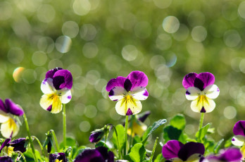 Картинка цветы анютины глазки садовые фиалки виола