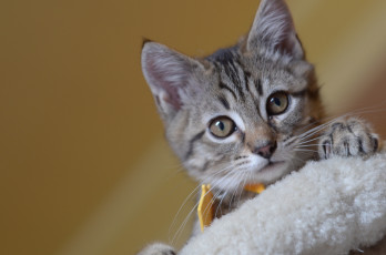 Картинка животные коты котёнок