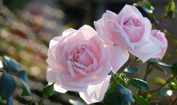 Картинка цветы розы розовый