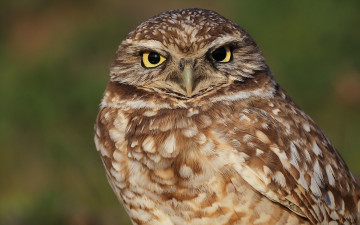 Картинка животные совы фон сова