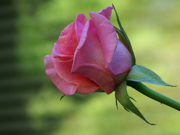 Обои картинки фото цветы, розы, бутон