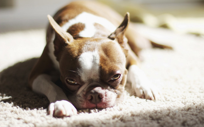 Обои картинки фото животные, собаки, бульдог