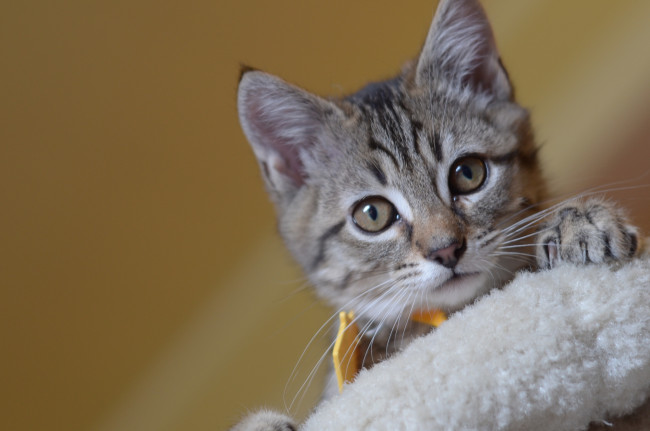 Обои картинки фото животные, коты, котёнок