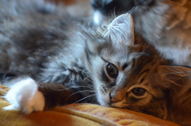 Обои картинки фото животные, коты, мордочка