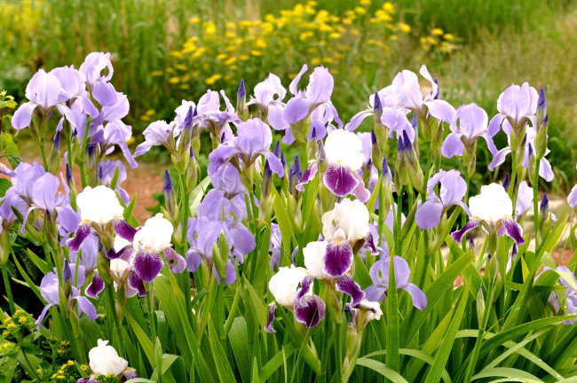 Обои картинки фото цветы, ирисы, стебли, много