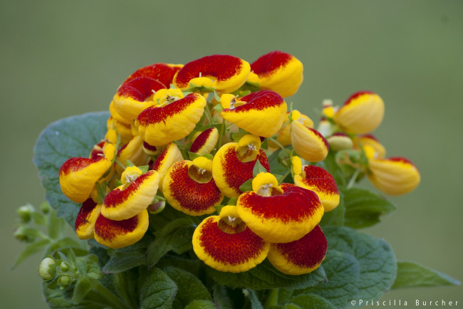 Обои картинки фото цветы, кальцеолярия, венерины, башмачки