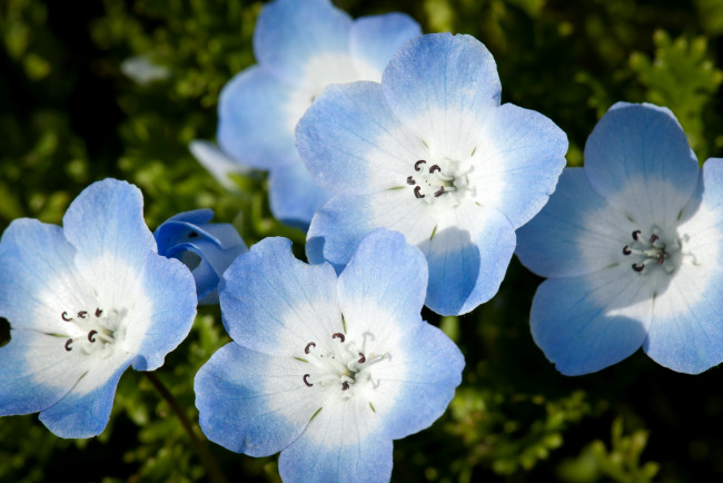 Обои картинки фото цветы, немофилы, вероники, нежность, голубой