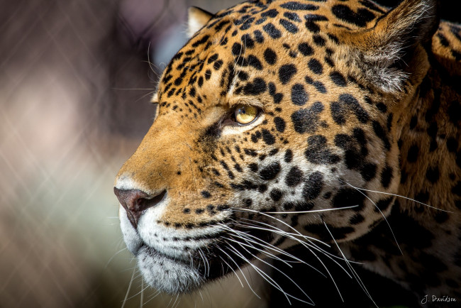 Обои картинки фото животные, Ягуары, пятна, морда