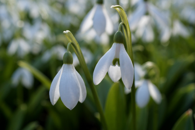 Обои картинки фото цветы, подснежники, белоцветник, весна, белый