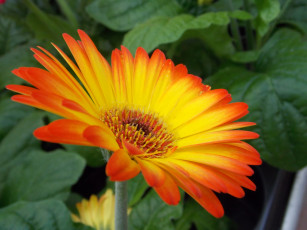 Картинка цветы герберы гербера желтая красная