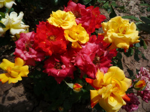 Картинка цветы розы чайные куст