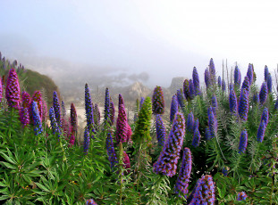 Картинка разное компьютерный+дизайн поле цветы