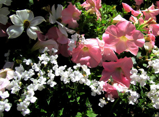 Картинка разное компьютерный+дизайн вместе разные цветы