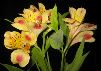 Картинка цветы альстромерия ветка