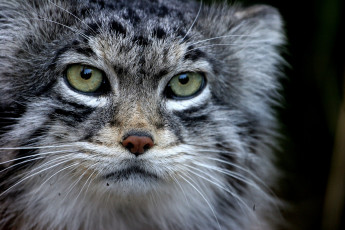 Картинка животные манулы взгляд глаза морда зверь