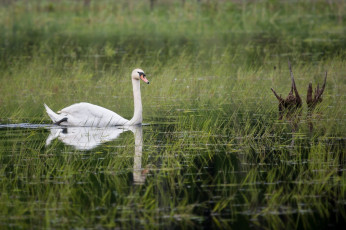 Картинка животные лебеди трава вода грация