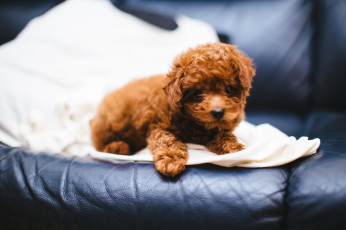 обоя животные, собаки, милашка, собачка