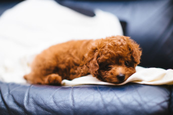 Картинка животные собаки собачка милашка