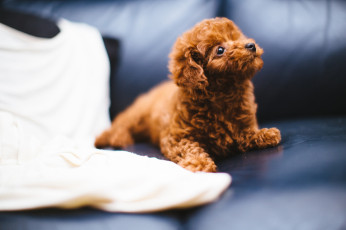 обоя животные, собаки, собачка, милашка