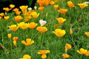 Картинка цветы эшшольция желтые