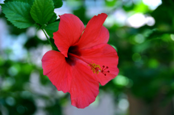 Картинка цветы гибискусы красный гибискус