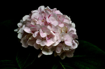 Картинка цветы гортензия розовая