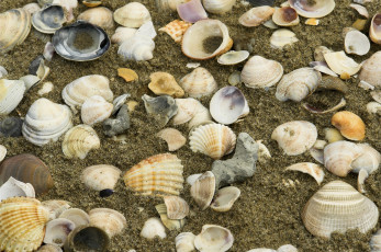 Картинка разное ракушки +кораллы +декоративные+и+spa-камни песок