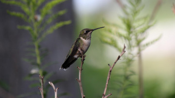 Картинка животные колибри птица трава