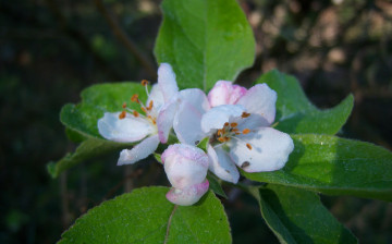 Картинка цветы цветущие+деревья+ +кустарники роса яблоня утро листья
