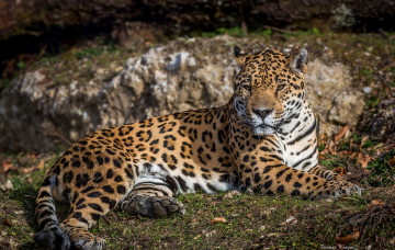 Картинка животные Ягуары кошка