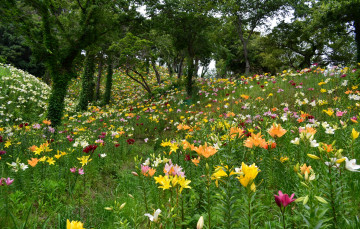 Картинка цветы лилии +лилейники деревья поляна