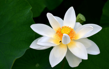 Картинка цветы лотосы листья белый лотос