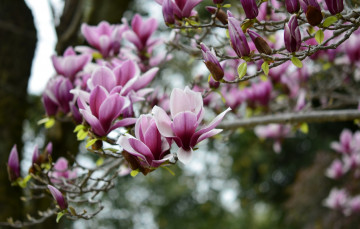 Картинка цветы магнолии магнолия