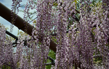 Картинка цветы глициния фуджи кустарник