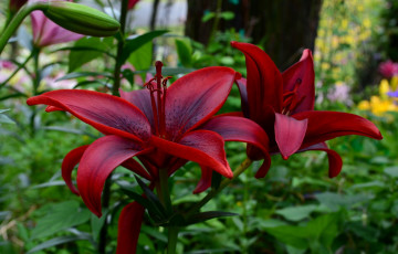 Картинка цветы лилии +лилейники красивые